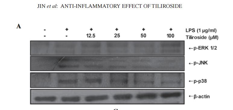 Phospho-JNK1/2/3 (Thr183+Tyr185) Antibody - Figure 7.
