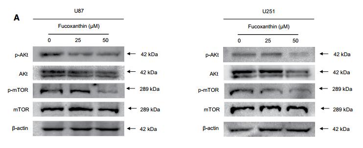 Phospho-AKT1/2/3 (Ser473) Antibody - Fig.