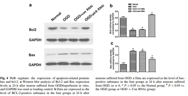 Bcl-2 Antibody - .
