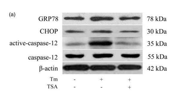 DDIT3/CHOP Antibody - Figure 1 Tanshinone IIA (TSA) prevented tunicamycin (Tm)-induced endoplasmic reticulum stress (ERS).