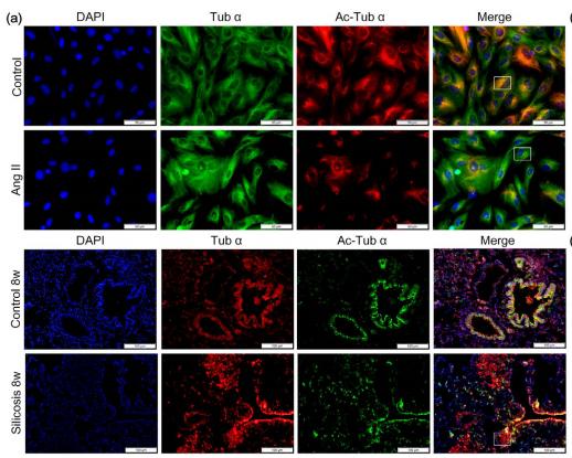 Tubulin alpha Antibody - Figure 2.