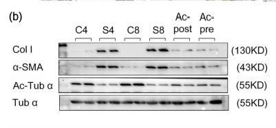 Tubulin alpha Antibody - Figure 3.
