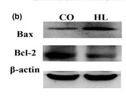 Bcl-2 Antibody - Western blot analysis of the expression of Bcl-2 and Bax, normalized to the β-actin level, in the control and hyperlipidemia groups.
