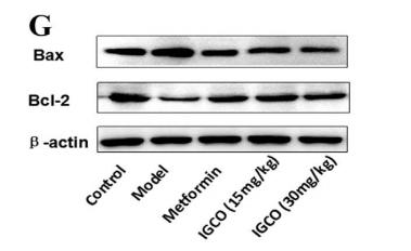 Bcl-2 Antibody - (G-H) Western blot analyses of Bax and Bcl-2 protein expressions in testis homogenates.