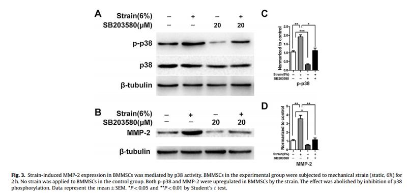 MMP2 Antibody - Fig.