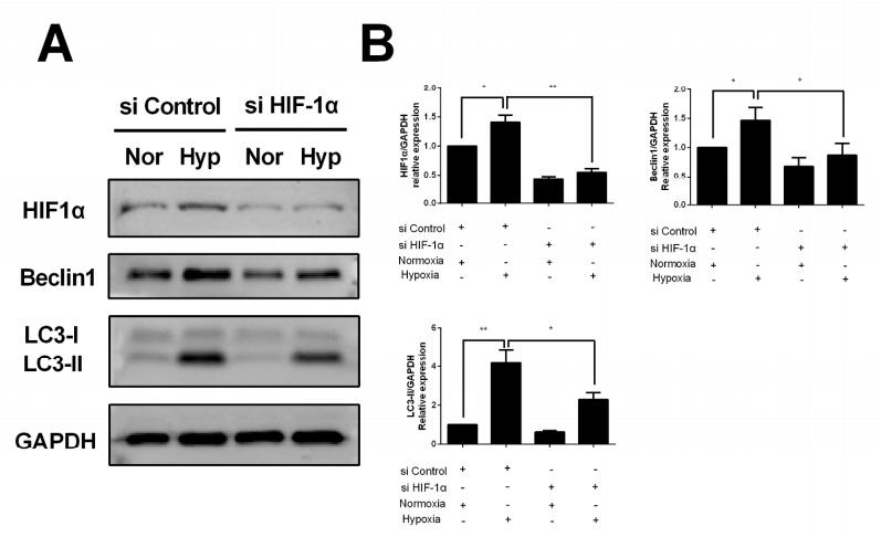 GAPDH Antibody - FIGURE 4.