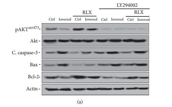 Phospho-AKT1/2/3 (Ser473) Antibody - Figure 5: Effects of RLX on the expression of pAkt and apoptosis proteins.