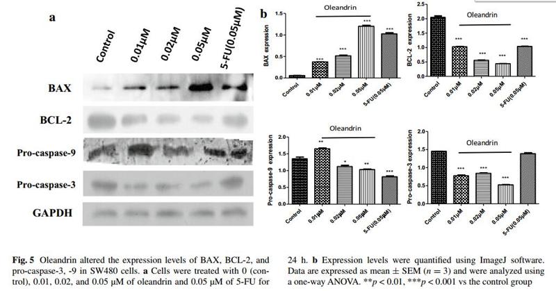GAPDH Antibody - .