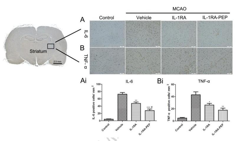 TNF alpha Antibody - The expression levels of IL-6 and TNF-α in the cerebral tissues of vehicle group were increased significantly in comparison with that of the control group.