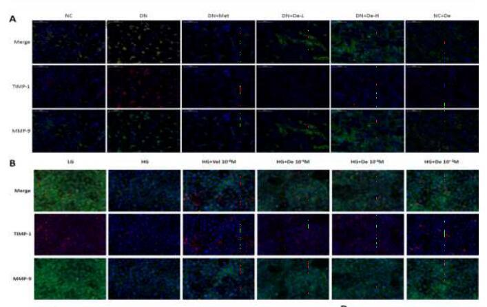 MMP9 Antibody - De increases the ratio of MMP-9 to TIMP-1.