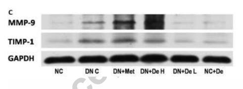 MMP9 Antibody -  MMP-9 and TIMP-1 western blot analysis (C) was performed on lysates from the kidney cortex, and the band intensity ratios were quantified.