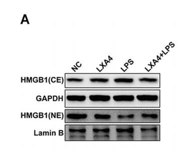 GAPDH Antibody - Figure 5.