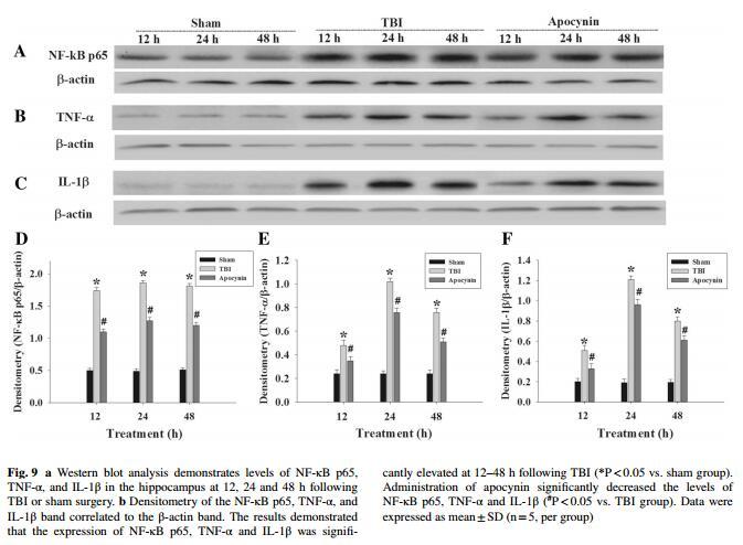 TNF alpha Antibody - .