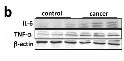IL6 Antibody - Figure 3.