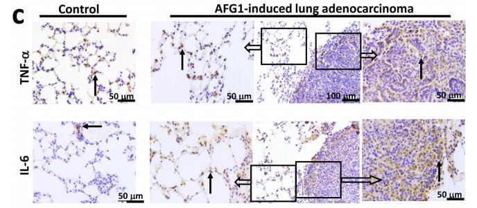 IL6 Antibody - Figure 3.