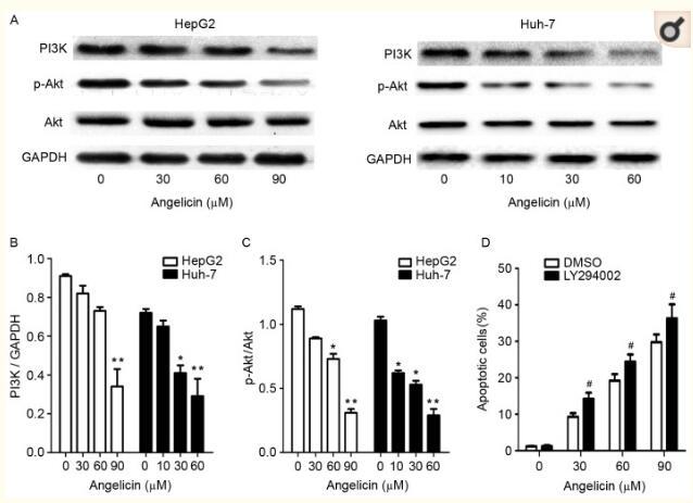 Phospho-AKT1/2/3 (Ser473) Antibody - Treatment with angelicin alters the protein expression levels of PI3K, p-Akt and total Akt in HepG2 and Huh-7 cells in vitro.
