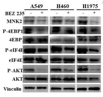 Phospho-AKT1/2/3 (Ser473) Antibody - (b) Western bolt shown that inhibited MEK, both decrease MNK2 expression and eIF4E phosphorylation.