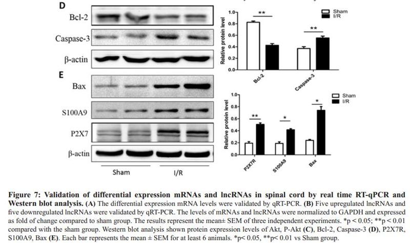 Bcl-2 Antibody - Figure 7: Validation of differential expression mRNAs and lncRNAs in spinal cord by real time RT-qPCR and Western blot analysis.