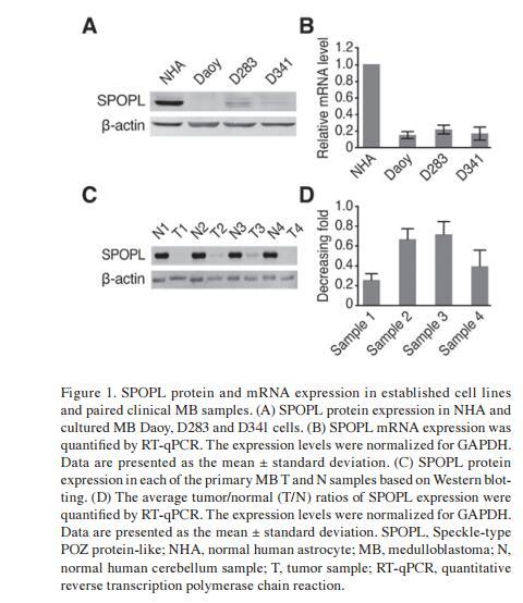 beta Actin Antibody - .