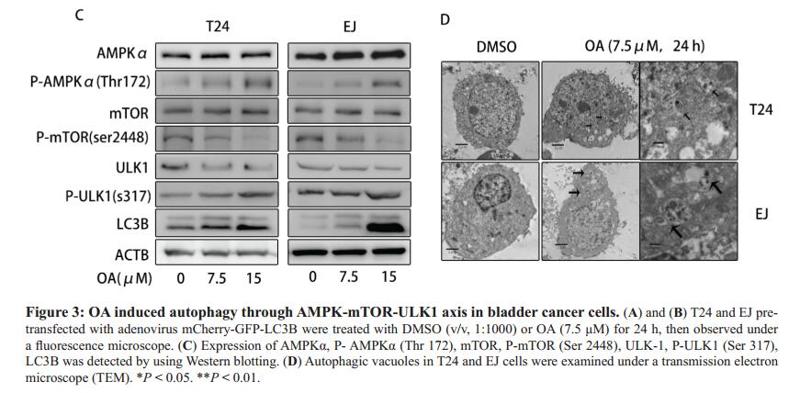 mTOR Antibody - .