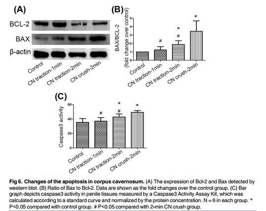 Bcl-2 Antibody - Fig 6.
