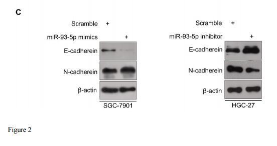 beta Actin Antibody - (C) miR-93-5p overexpression suppressed and increased E-cadherin and N-cadherin expression, respectively.