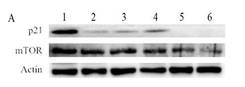mTOR Antibody - Figure 6: Western blotting (A) and relative band intensity to β-actin of p21 and mTOR.