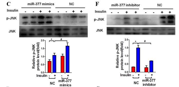 Phospho-JNK1/2/3 (Thr183+Tyr185) Antibody - Figure 4: MiR-377 promotes inﬂammation and insulin-resistance in mature 3T3-L1 cells.