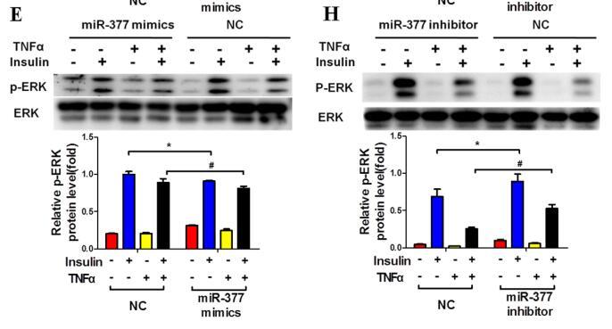 ERK1/2 Antibody - Figure 4: MiR-377 promotes inﬂammation and insulin-resistance in mature 3T3-L1 cells.