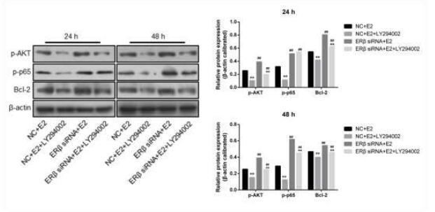 Phospho-AKT1/2/3 (Ser473) Antibody - Fig 5.