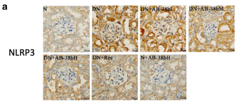 NLRP3 Antibody - Fig.