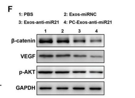 GAPDH Antibody - Figure 5.