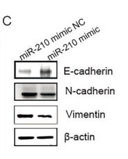 beta Actin Antibody - Fig.