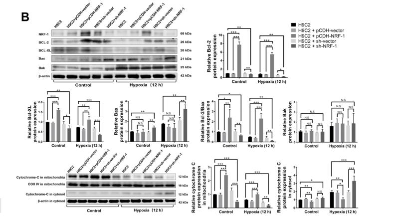 Bcl-2 Antibody - Figure 6.