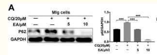 GAPDH Antibody - FIGURE 4
Ellagic acid promotes pulmonary fibroblast autophagy mainly via inhibiting Wnt-mTOR signaling pathway (A,B) Mlg cells were exposed to CQ (20 µM) and Baf A1 (100 nM) with or without Ellagic acid (5 µM, 10 µM) to analyze the p62 expression level by using western blot.