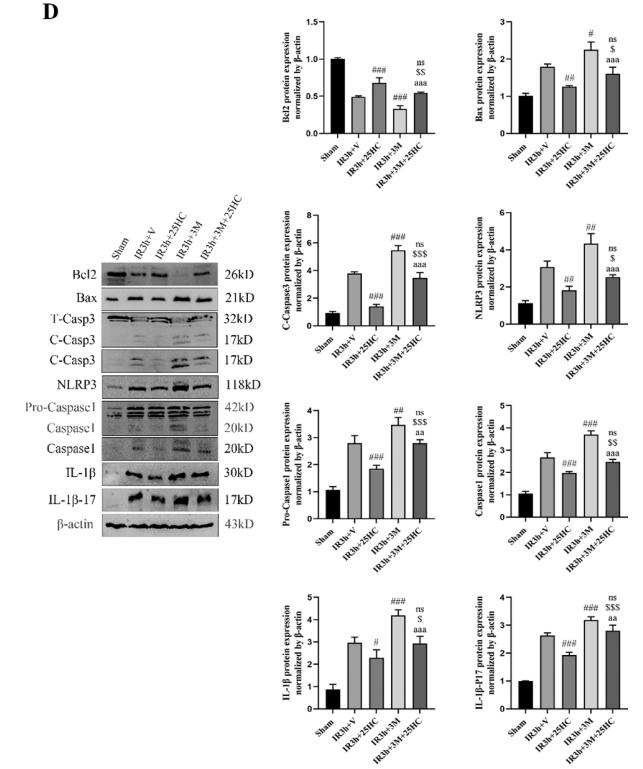 IL1 beta Antibody - Fig.