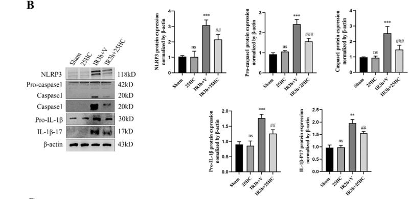 Cleaved-IL-1 beta (Asp116) Antibody - Fig.
