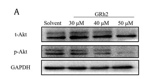 Phospho-AKT1/2/3 (Ser473) Antibody - Fig.