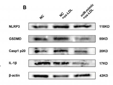 Cleaved-IL-1 beta (Asp116) Antibody - FIGURE 3 Overexpression of miR-302c-3p reverses ox-LDL-induced pyroptosis in HUVECs.