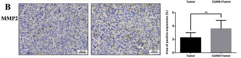 MMP2 Antibody - Fig.