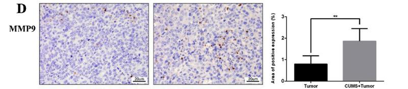 MMP9 Antibody - Fig.