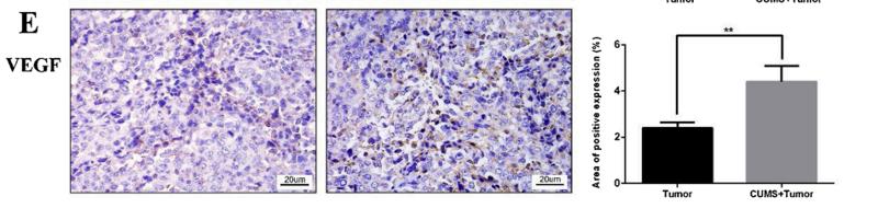 VEGFA Antibody - Fig.