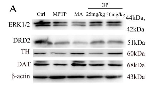 ERK1/2 Antibody - Figure 3.