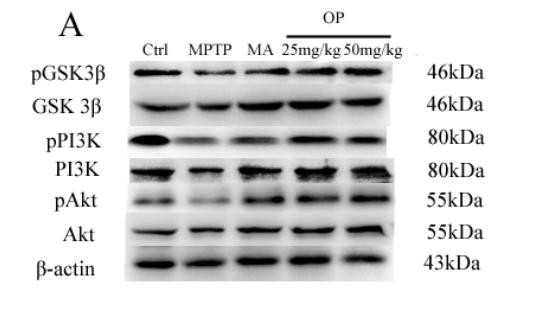 PI3K p85 alpha Antibody - Figure 4.
