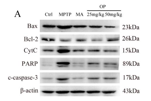 Bcl-2 Antibody - Figure 5.