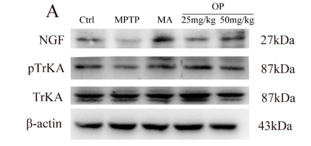 beta Actin Antibody - Figure 6.