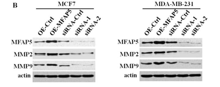 MMP2 Antibody - Fig.