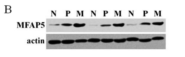 beta Actin Antibody - Fig.