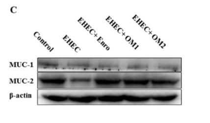 beta Actin Antibody - Fig.