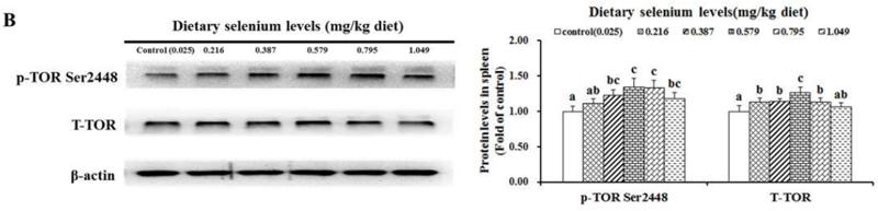 beta Actin Antibody - Fig.
